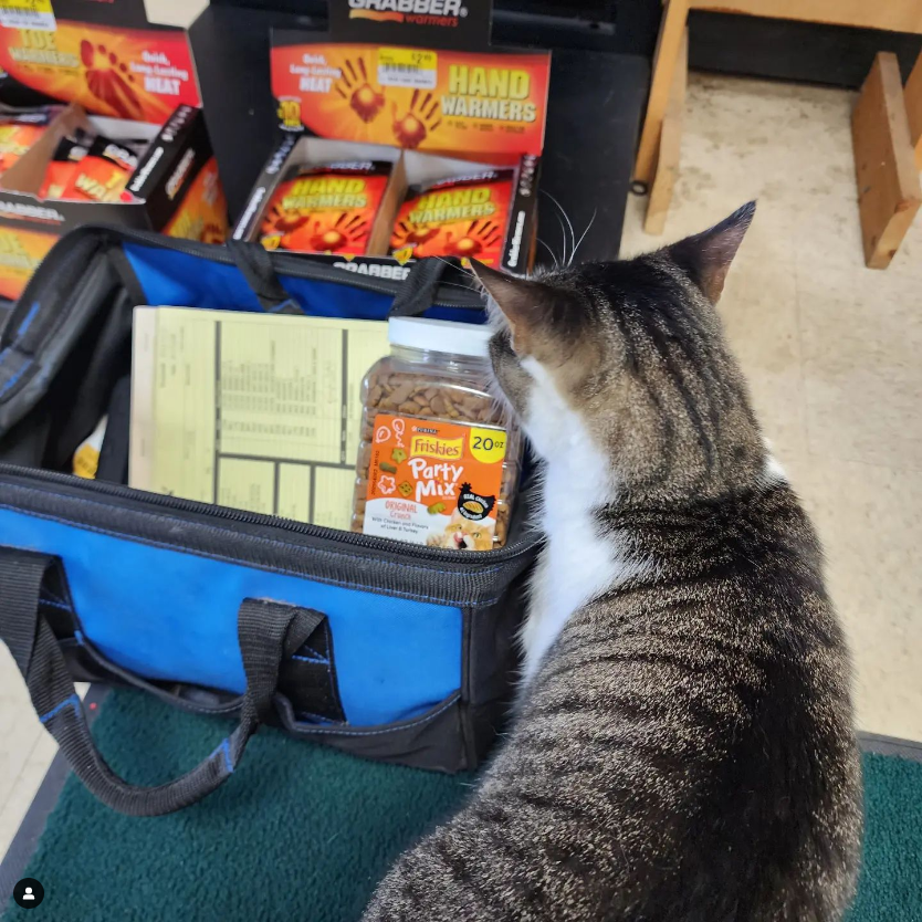 AMSSolutions's tweet photo. My friend Buddy knows I carry cat treats in my tool bag! https://t.co/dtAoc1lz2s