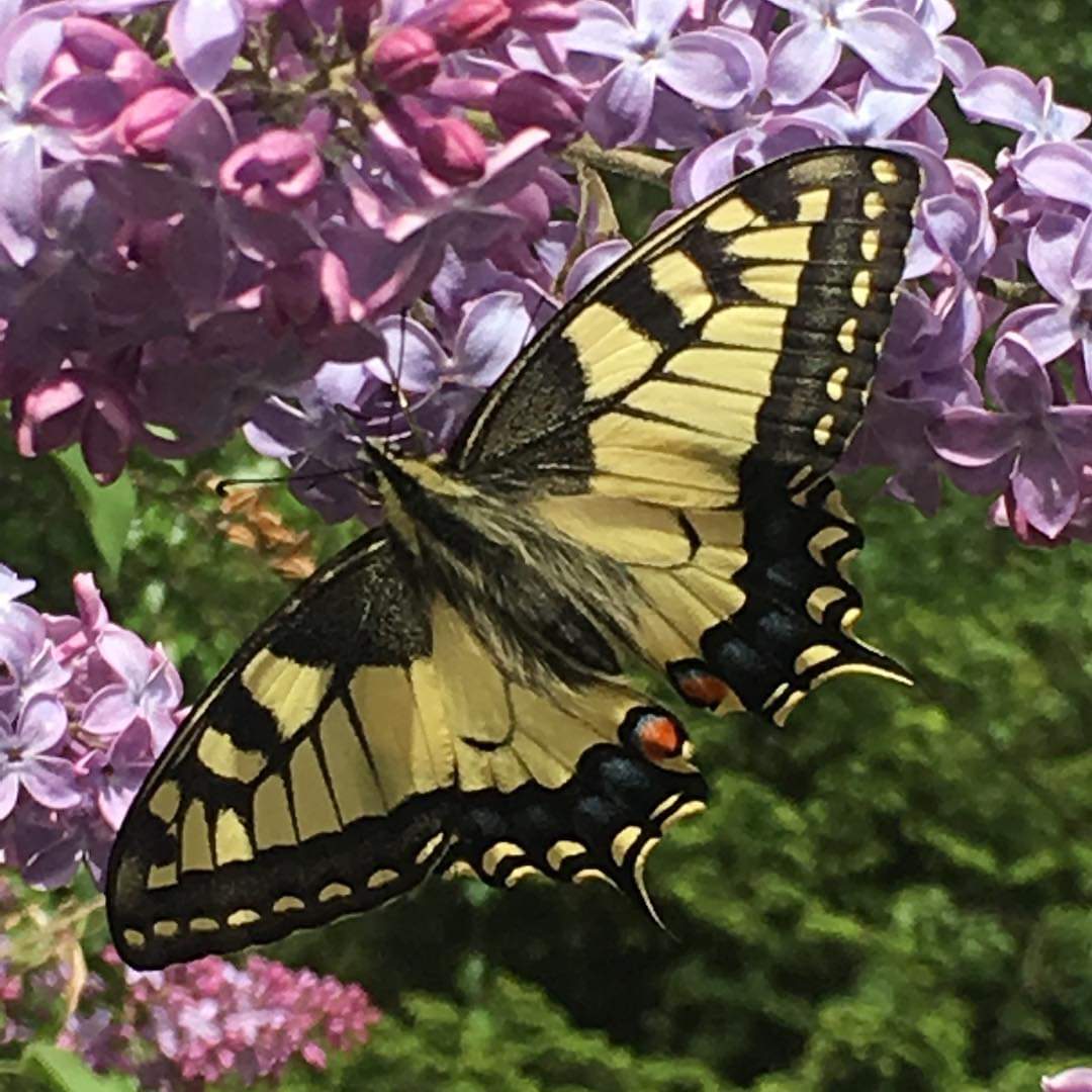 enoch_alida's tweet photo. Svalehale i min have i Mullsjö Sverige.
#mullsjö #sverige #wildmark #wildmarksvägen #butterfly #mycottagegarden #mycottage https://t.co/v9biFPSfBN