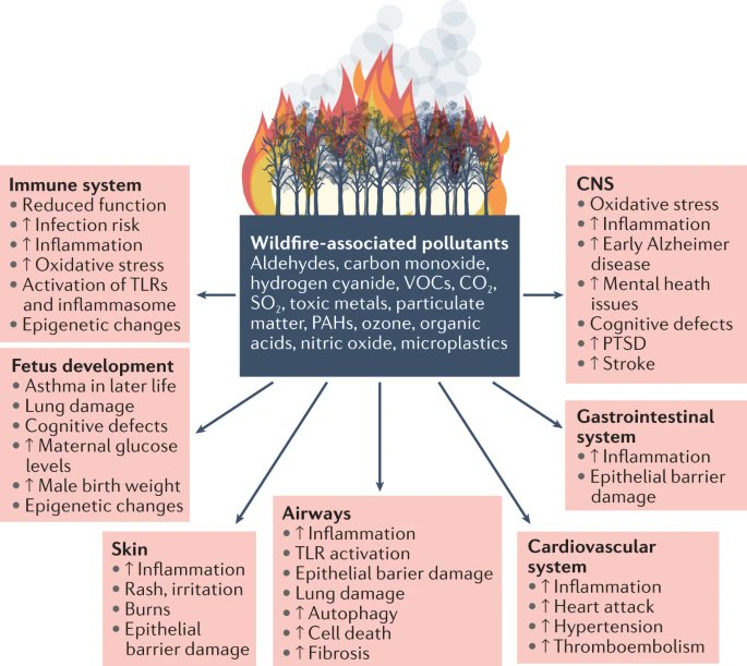 Comment in @NatRevImmunol from @AkdisCezmi & Kari Nadeau: The negative impact of wildfires on the immune system | How wildfire pollution affects the immune system & fetal development nature.com/articles/s4157…