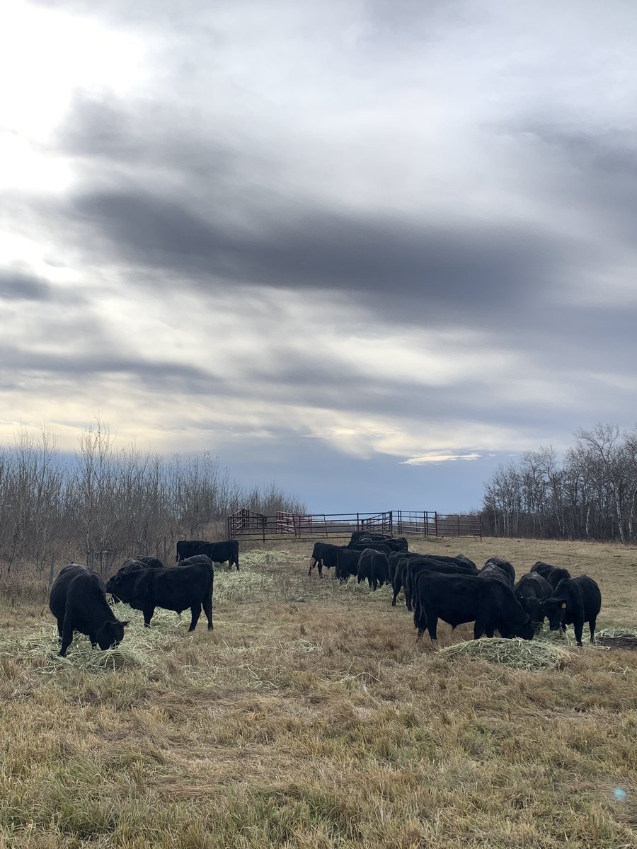gbtangus's tweet photo. Gathering up the #2022salebulls off pasture. It’s time to come home for their winter development program. We’ve whittled these fellas down to a group of 32 so far. #Octoberjobs #bulldevelopment #2yearolds #angus #foragedeveloped https://t.co/yGBeKZPFp3