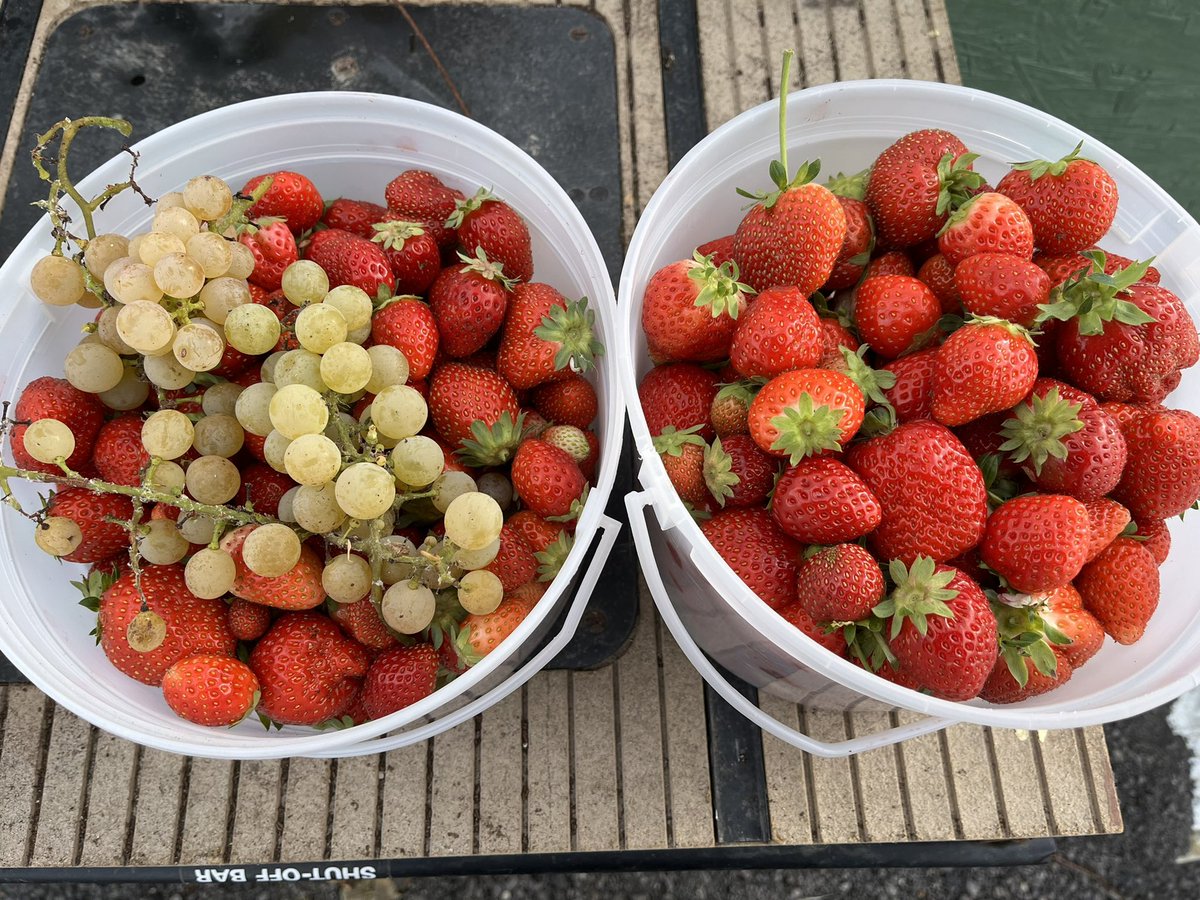 Still harvesting strawberries and grapes almost in November without any additional heat. Cool.