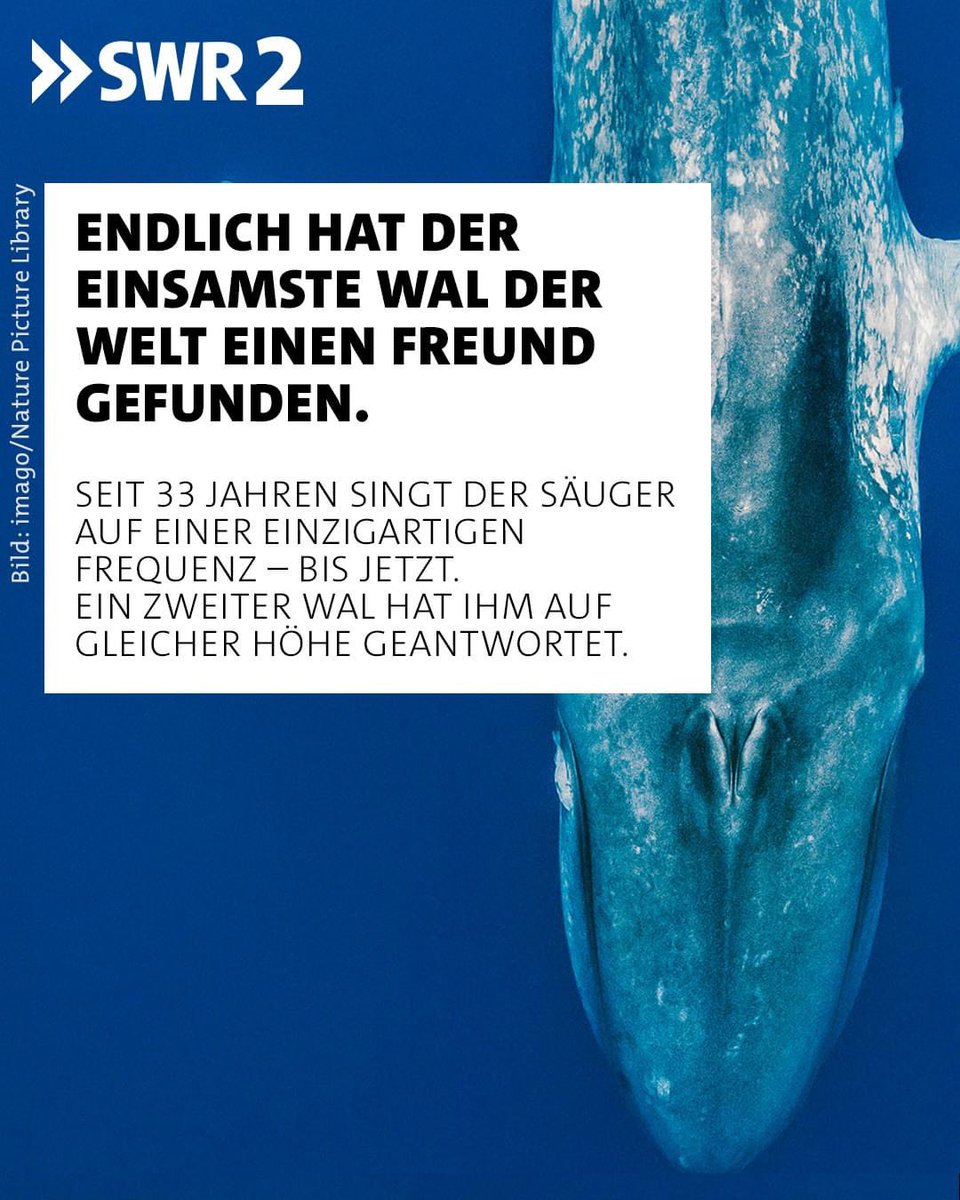 Irgendwann kommt der Wal, der auf gleicher Frequenz singt. ♥️