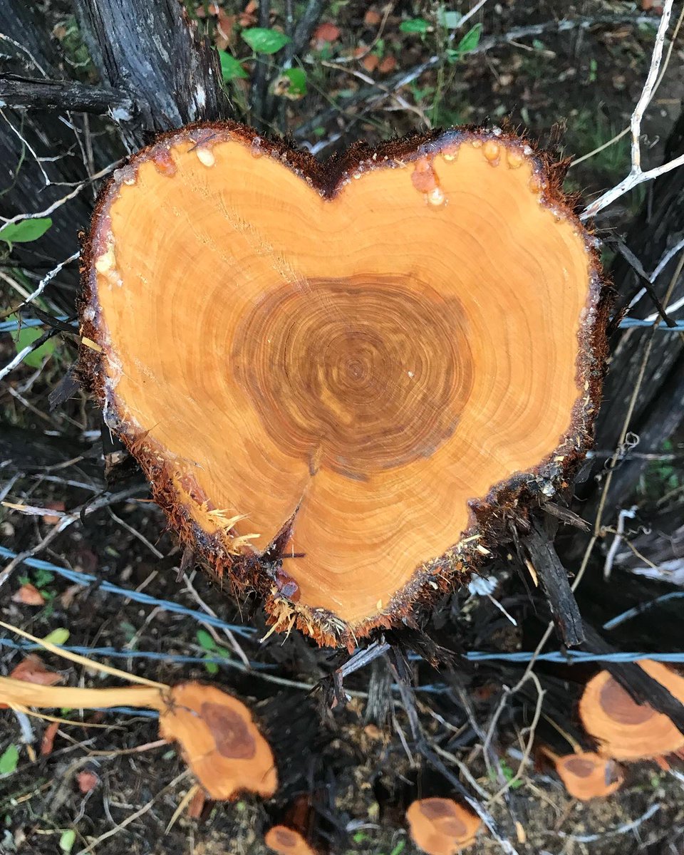 Mom came across this on her walk today. 🫶🏽
