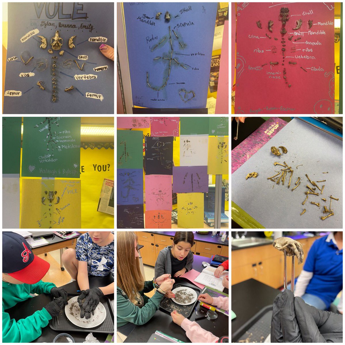 poetzelsci's tweet photo. Halloween and ecology together. Our owl pellet bone yard. #fallspride https://t.co/8JfBiW015c