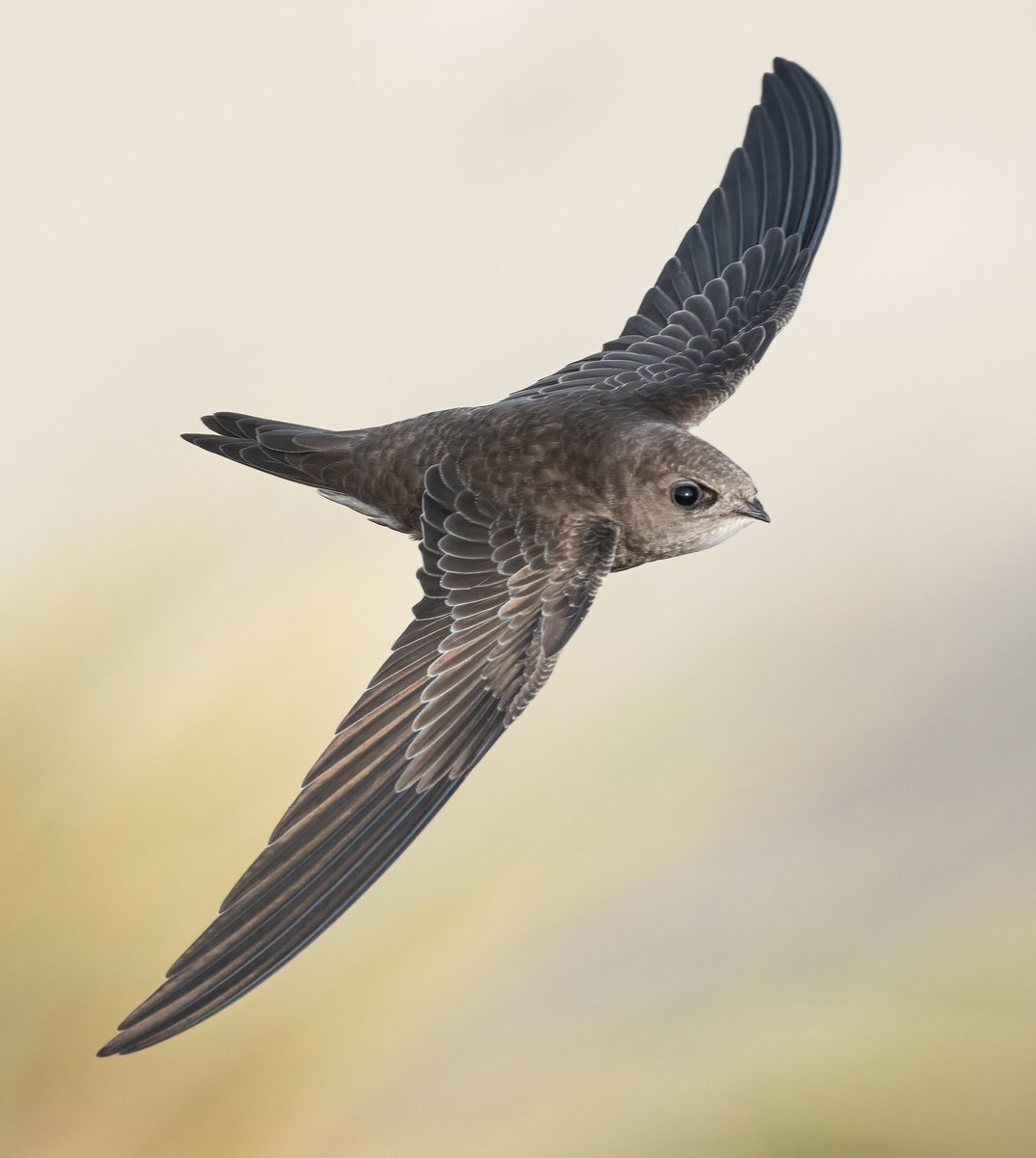 Another PALLID SWIFT / VALE GIERZWALUW at Vlieland, Netherlands today. Photo by Jorrit Vlot. dutchbirding.nl #birds #vogels