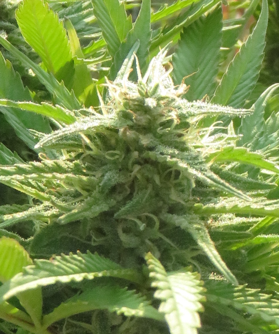 MarkEGDorey1's tweet photo. Who wants FREE seeds? https://t.co/Fp9drM9C6m