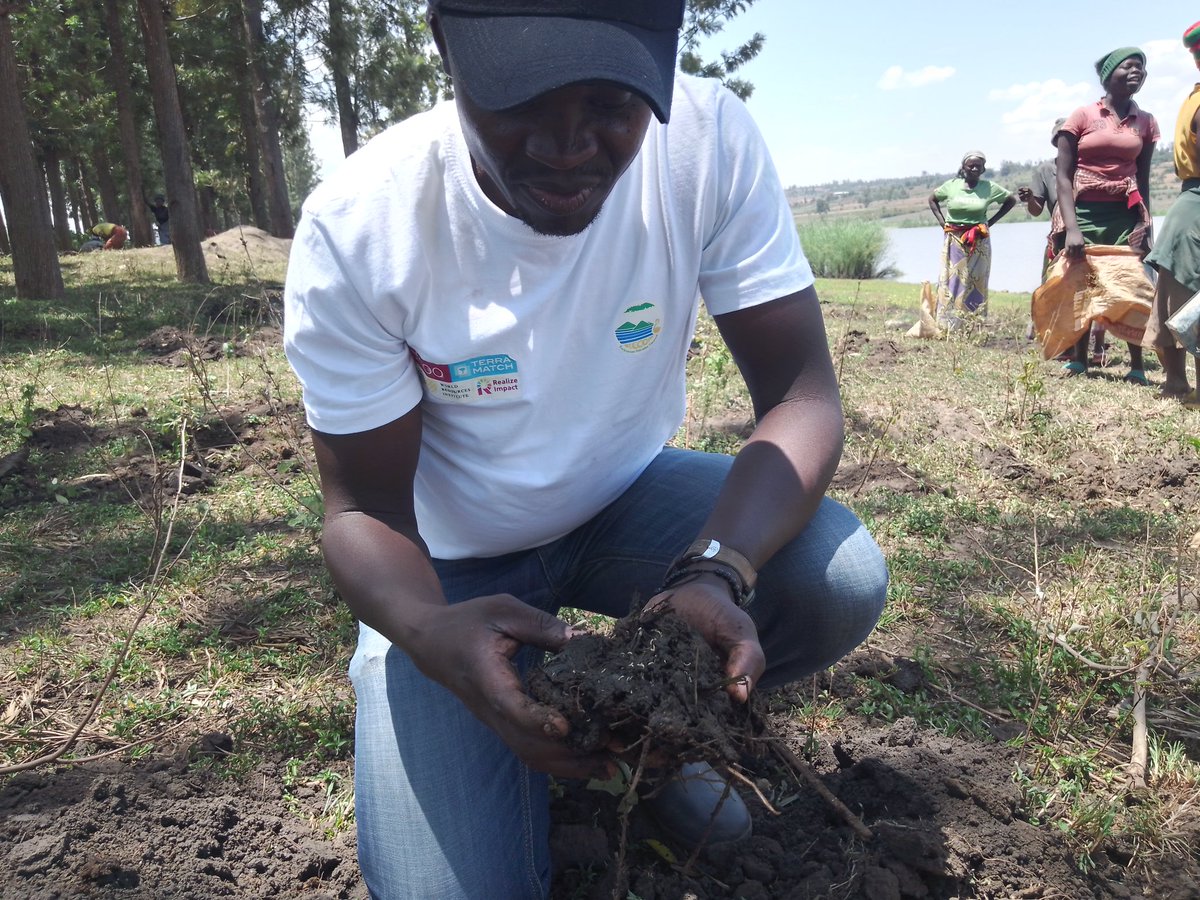 RECOR_Rw's tweet photo. more than 5,000 tree seedlings to be planted tomorrow to start forest restoration agenda in buffer zone under #RECOR project funded by #AFR100-#TERRAMATCH in collaboration with local authorities from @BugeseraDistr and community . @restoreforward @EnvironmentRw @onetreeplanted https://t.co/D7YE87gJhk