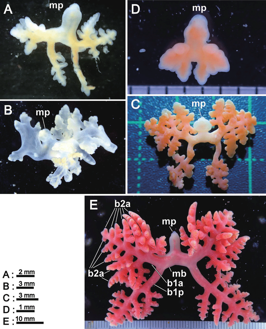 Here’s something to make you feel like you know nothing about the world: Right. now, on Earth, there’s a hot pink tree-shaped CRUSTACEAN living inside sea stars. Study: researchgate.net/figure/Dendrog…