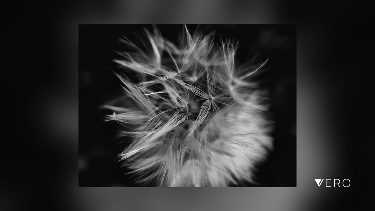BobHolmanPhoto's tweet photo. Raindrop

#smartshots #blackandwhitephoto #blackandwhitephotography #blackandwhite #iamarebelmember #iso100community #raw_bnw #shotoniPhone #rebels_united #rebel_bnw #podium_mono #monochrome #pictasmonochrome #MoMo #Flower #Nature … https://t.co/G0niZzVdWl https://t.co/SZB0FZFmD9