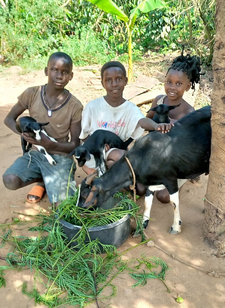 NinyeNBA's tweet photo. Our livelihood program has enabled young girls to have access to education.
The program supports single mothers through a #GoatProject and we are doing this with support from #GirlsFirstFund
Empowering Communities to #EndChildMarriage
Because it's a Violation of Human Rights. https://t.co/8Wcr1rpUsN