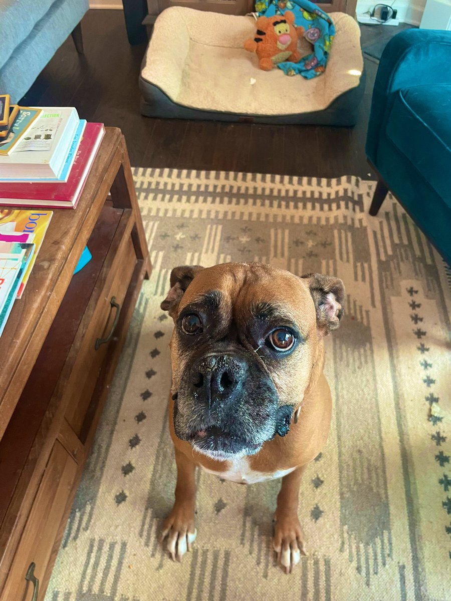 It’s Friday!!!! And you’re home!!!! Hand over everything!!!! Cause it’s time to party!!! #dogsoftwitter #queenaahana #boxerdog #FridayVibes