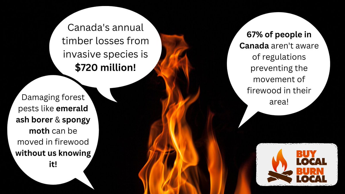 CanadaInvasives's tweet image. What scary stories do you tell around a campfire?!🔥
#NationalFirewoodMonth
Prevent the spread of #invasive forest pests when you #BuyLocalBurnLocal firewood! 
BuyLocalBurnLocal.ca
#DontMoveFirewood #forests #foresthealth #planthealth