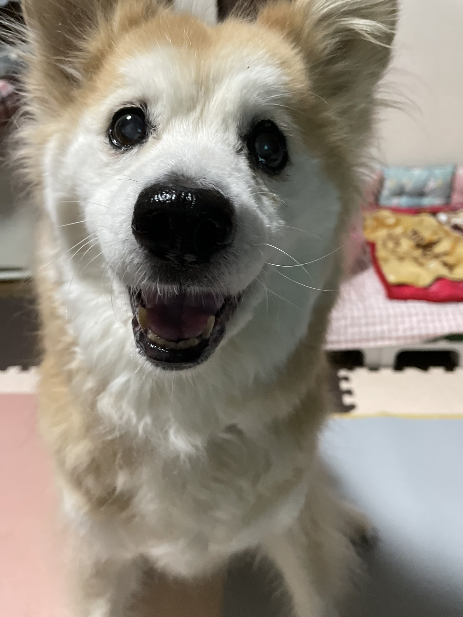 犬と暮らすということ Twitter Search Twitter