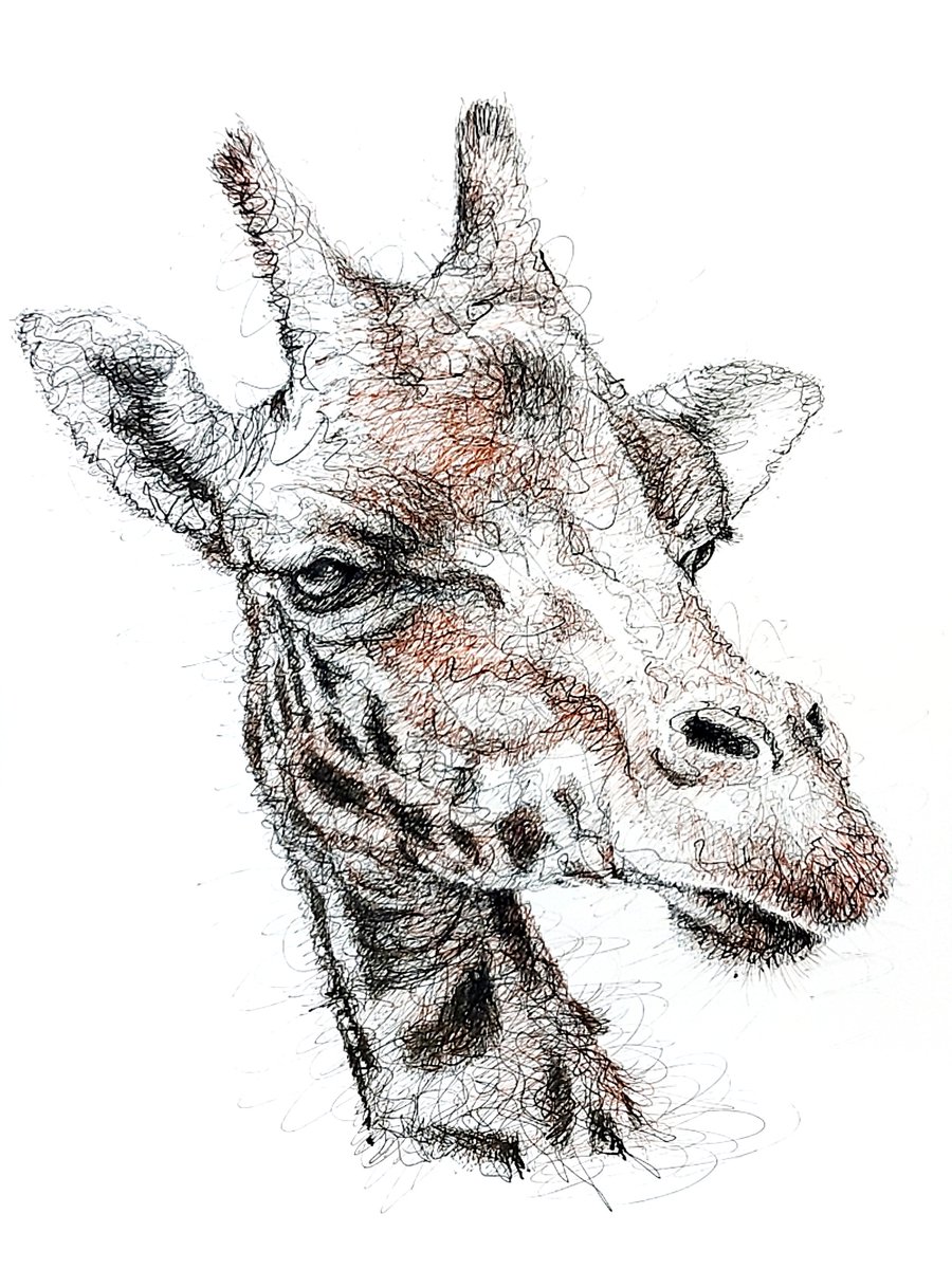 srh_sue's tweet photo. Original ink drawings. Currently available...please get in touch for more info. 
#wildlife #inkart #originalart #art https://t.co/894NvAldbg