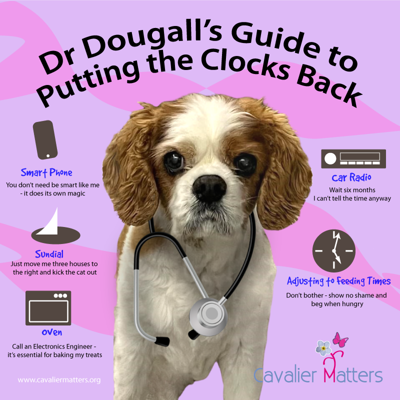 Dr. Dougall strikes again,clocks are set to go back this weekend.
Cavaliers' rumbling tummies will be confused😱 *Please don't forget to adjust medication timings.* #dogtips #dogs #cavalier #cavaliercommunity #cavalierworld #cavalierkingcharles #cutedogs #cutepets #pawfect