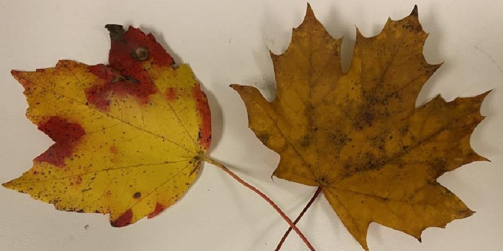 Tweet by Tufts | Cummings School of Veterinary Medicine