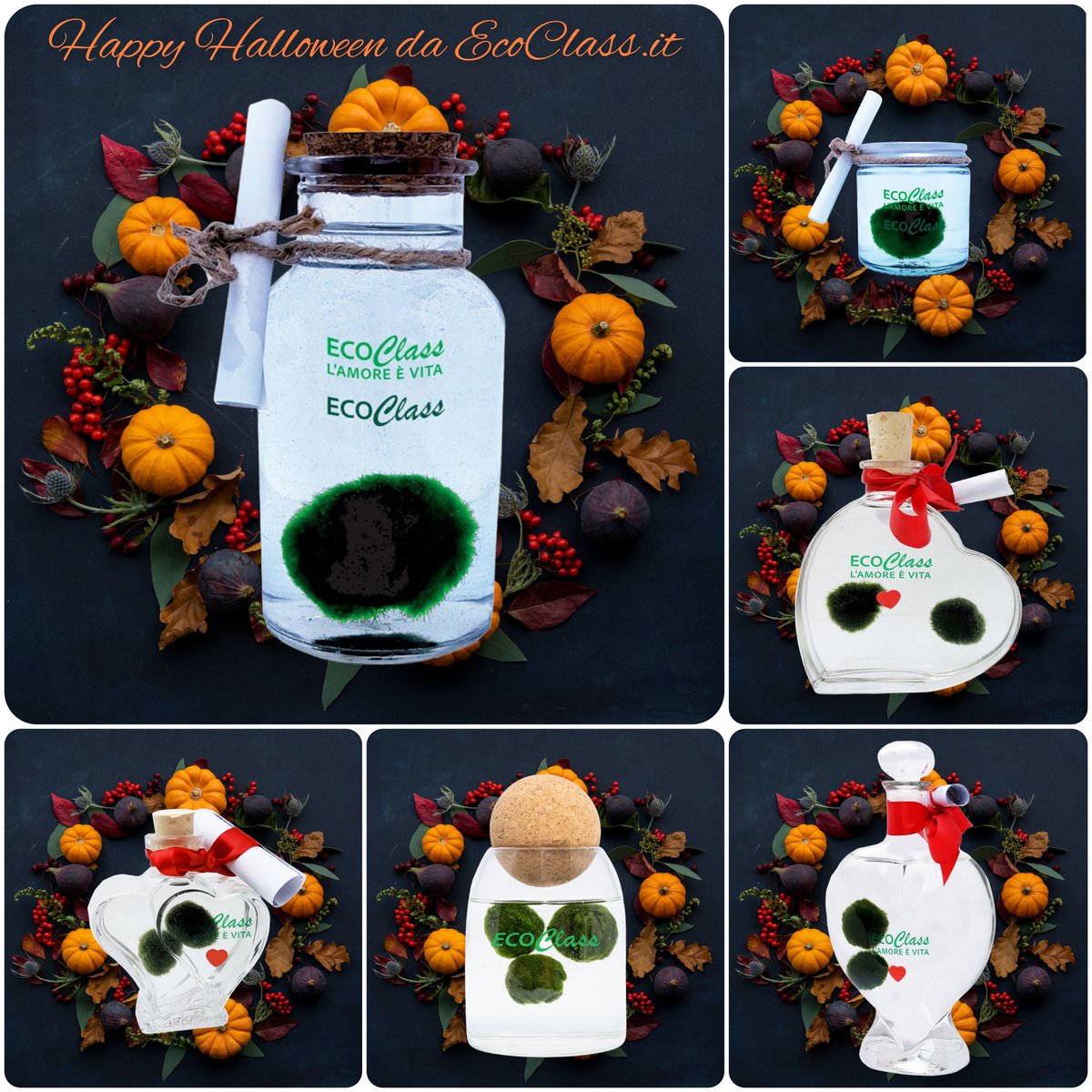 EcoClass.it desidera augurarvi un buon weekend di #Halloween 🎃

Vi aspettiamo sul sito e #Amazon per scoprire la nostra linea #Marimo, rigorosamente selezionati per voi nel rispetto della #natura ❤️