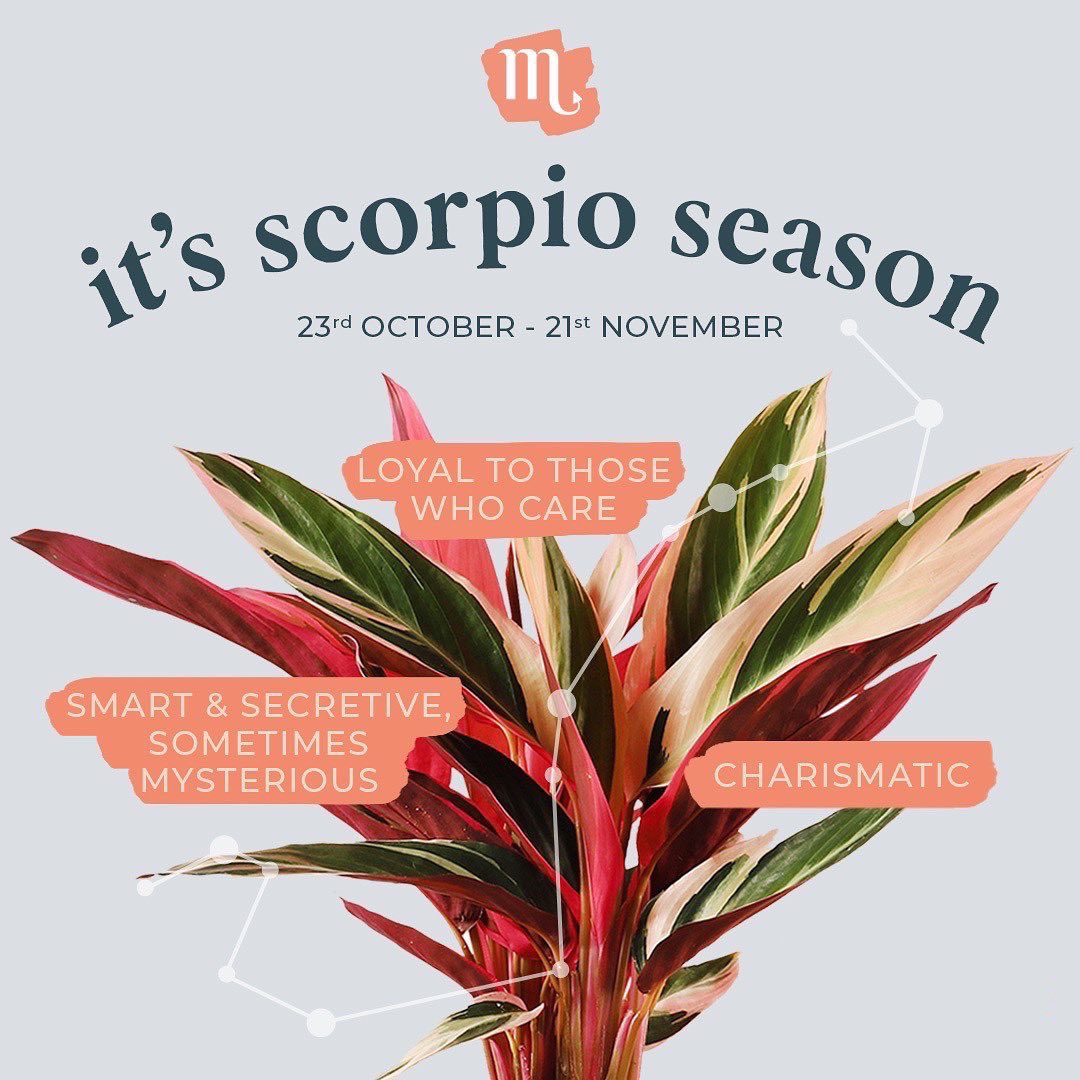 Beards & Daisies tweet media