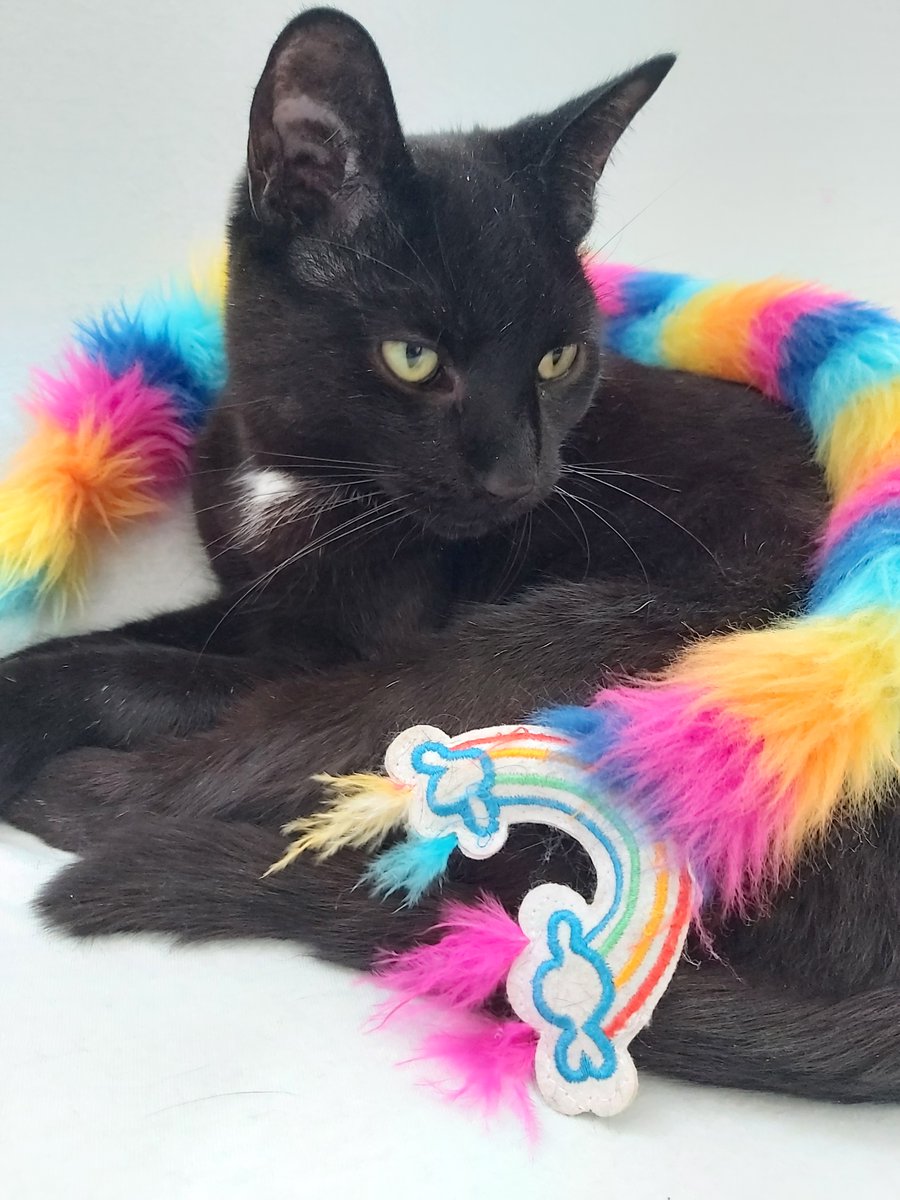 SnappyErika's tweet photo. @KFFCats This is Helix, the rescue we got him from was stunned he took so long to be adopted because he's 12 pounds of FRIENDSHIP https://t.co/5xK7EPEdEZ