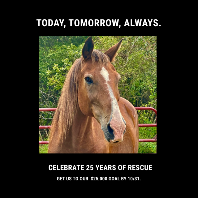 Turning our backs on a horse in need isn’t an option. Make a gift to our #25thAnniversary Fundraiser today and invest in the horses who need us today and tomorrow. bit.ly/25thAnniversar…