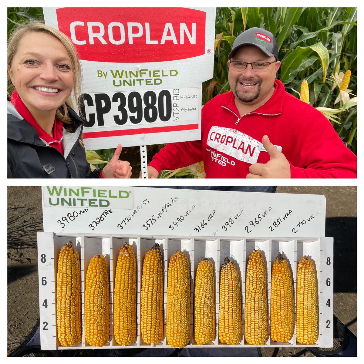 Are you looking for a 99 day RM corn hybrid that cranks out yield, stands well and has excellent dry down?  Then 3980VT2P is for you!  Only complaint I’ve heard is “we don’t have enough trucks to keep up”  plot results can be found winfieldunited.ca  @WinFieldCanada