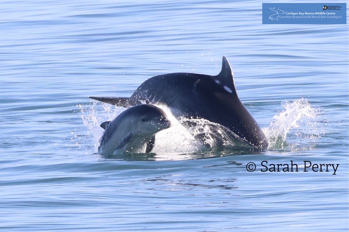 CBMWC's tweet photo. 📢 Did you catch us on ep. 3 of BBC’s #AutumnWatch last night? 🍁 📺 

Gillian joined @CBMWC Living Seas Manager, Dr Sarah Perry &amp; @BristolBioSci PhD student, Laura Palmer in New Quay to find out about our #CardiganBay bottlenose #dolphin research 📷 🐬🎤🎶
#NatureNetworksFund https://t.co/oGeZXDpobp