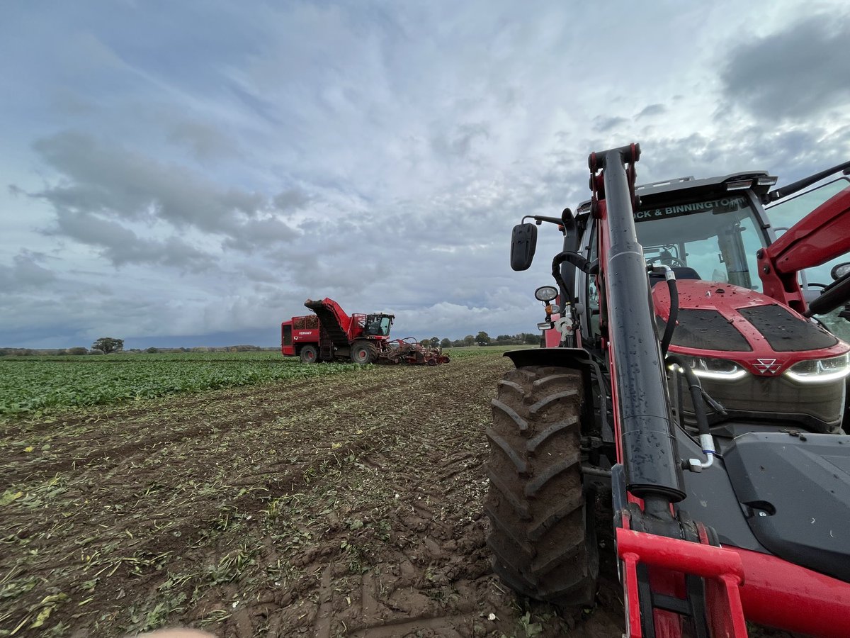 SustEnvFarming's tweet photo. Big skies and a dullish start brightened up nicely
Damn decent crop too, some monsters in the mix.
Champion
Another batch of #beet22 for @BritishSugar @NFUSugar https://t.co/xpzpFensdI