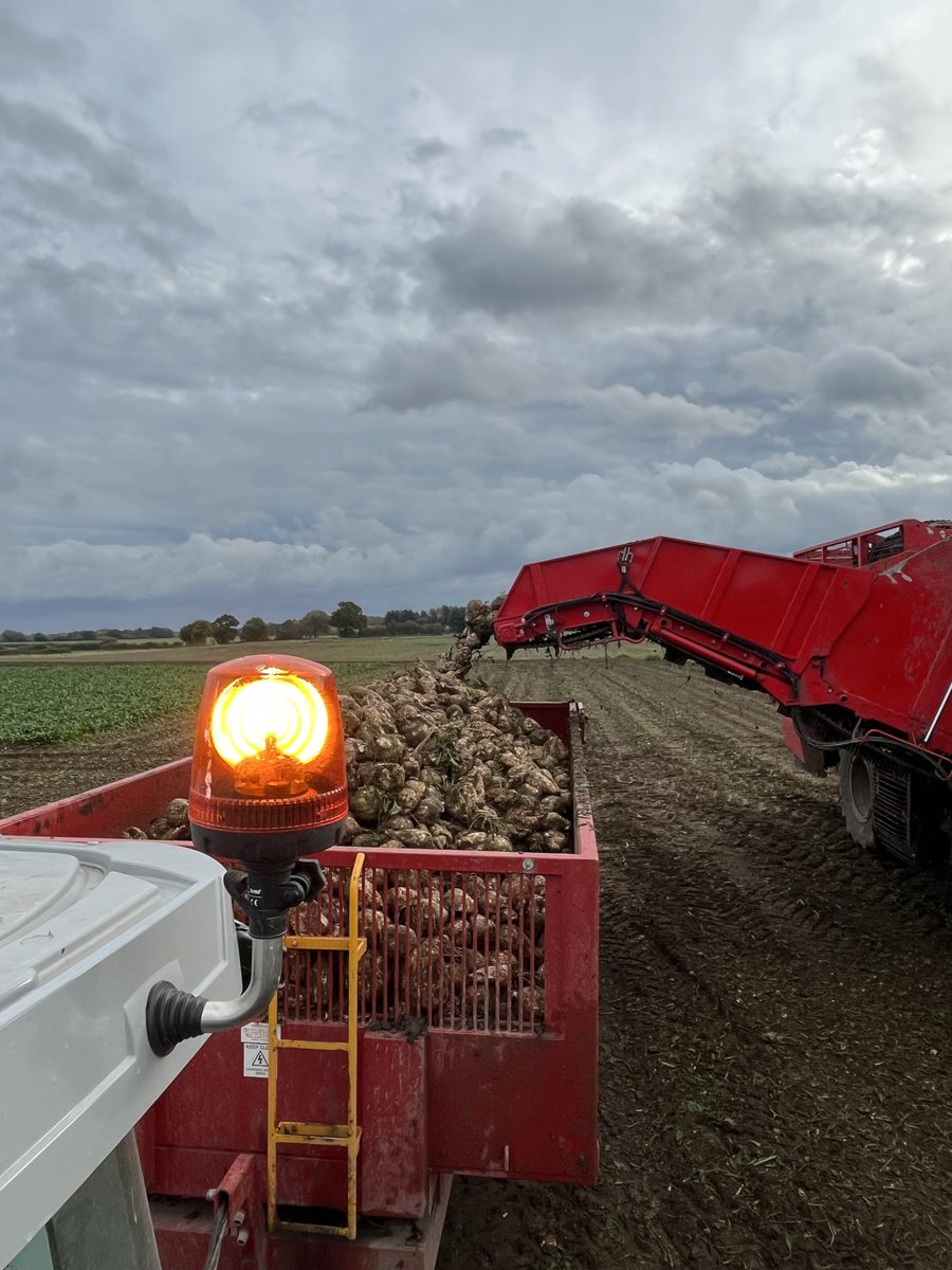 SustEnvFarming's tweet photo. Big skies and a dullish start brightened up nicely
Damn decent crop too, some monsters in the mix.
Champion
Another batch of #beet22 for @BritishSugar @NFUSugar https://t.co/xpzpFensdI