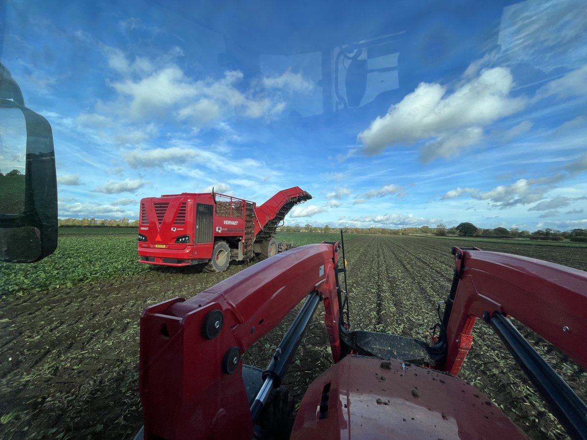 SustEnvFarming's tweet photo. Big skies and a dullish start brightened up nicely
Damn decent crop too, some monsters in the mix.
Champion
Another batch of #beet22 for @BritishSugar @NFUSugar https://t.co/xpzpFensdI