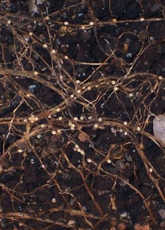 ISU Crop News tweet media