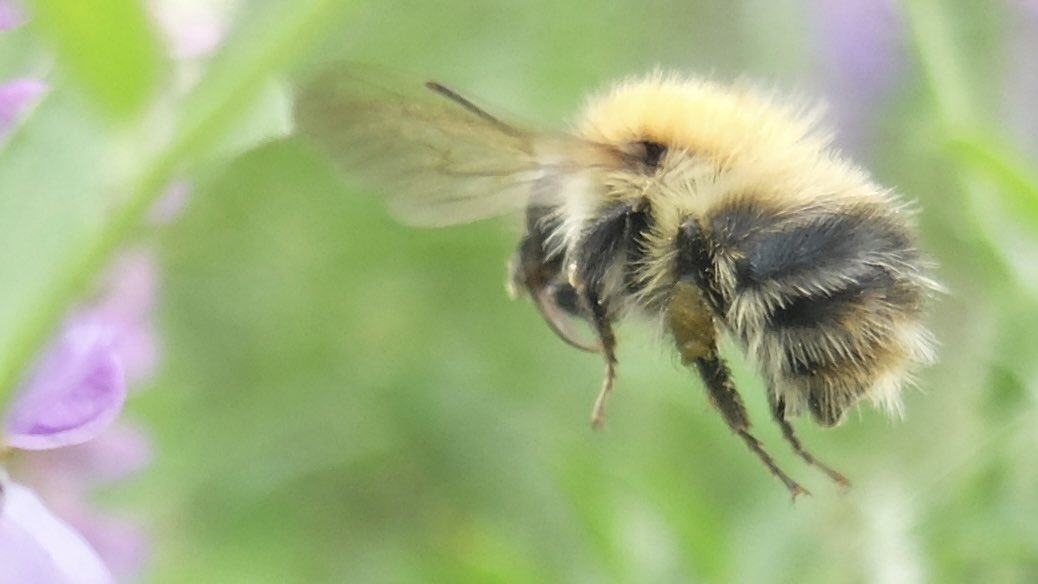 the_beeguy's tweet image. Replaying #theBeeAt3 from this week. Make sure you catch these basic bee facts each day as there will be a test on Sunday to check you’ve been really paying attention. Small prize for the 1st correct response on our timeline.
Be there. 
Or don’t. 
We’ll be there either way.
#bees