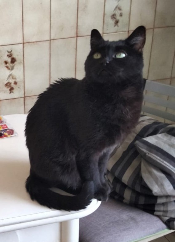 NikYoMe's tweet photo. Acaban de ponerle la inyección. Hace 3 días estaba saltando, corriendo y revolcándose por todos lados. 6 maravillosos años, dormía, comía y jugaba conmigo. Todo el día juntos. Una enfermdad que desconocíamos se la ha llevado y también un gran trozo de mi. Te quiero Maggie. https://t.co/8hKOFQrwER