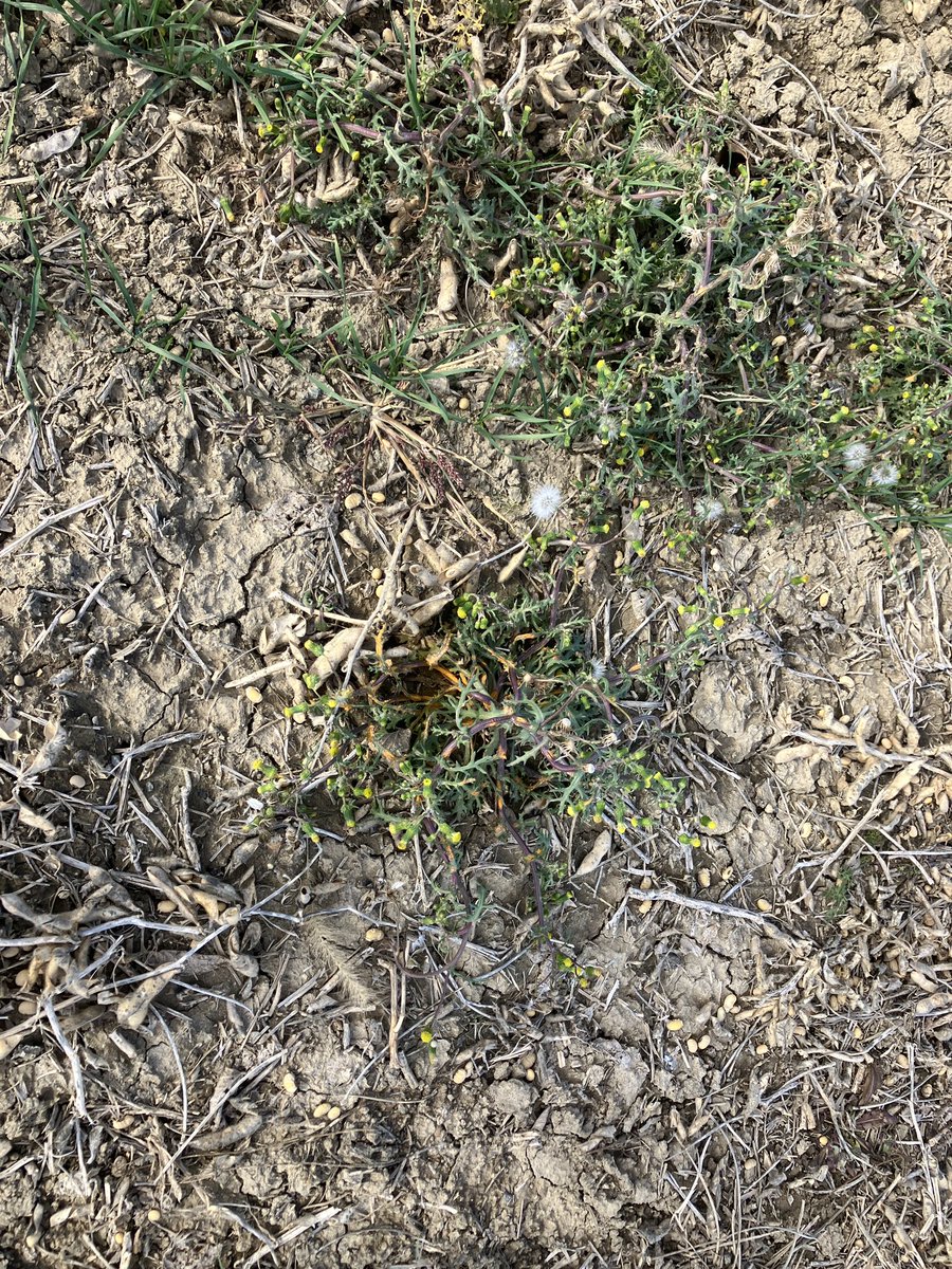 Chris Robson CCA-ON (@chrisrobson11) on Twitter photo In a wheat field sprayed with Prominex and a low rate of refine on Oct 11. I’m impressed with the activity on wild carrot, dandelion, scentless chamomile and sow thistle. What a great fall to get ahead of many hard to control weeds. <a href="/CortevaCA/">Corteva Canada</a> In a wheat field sprayed with Prominex and a low rate of refine on Oct 11. I’m impressed with the activity on wild carrot, dandelion, scentless chamomile and sow thistle. What a great fall to get ahead of many hard to control weeds. <a href="/CortevaCA/">Corteva Canada</a>