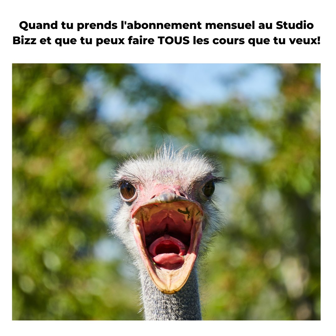StudioBizz's tweet image. ☆ Bon vendredi! ☆

Après avoir profité de ton mois de bienvenue illimité, découvre l’abonnement mensuel! Pour seulement 150$ par mois, tu peux faire tous les cours que tu veux 🤯 Ça vaut la peine si tu prévois de faire 2 cours ou plus par semaine! 😉