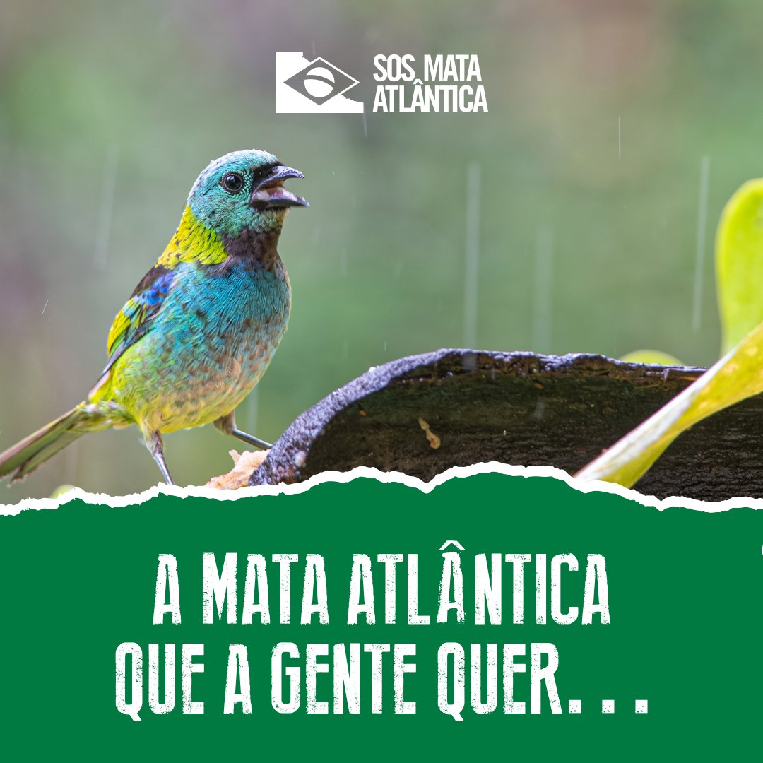 sosma's tweet photo. O futuro do Brasil e de seus ecossistemas está em jogo. A causa socioambiental é urgente e, nos 17 estados com áreas de Mata Atlântica, impacta diretamente a vida de mais de 145 milhões de brasileiros.

#SOSMataAtlântica #MataAtlântica #Manifesto #Eleicoes2022 https://t.co/p7aguIaaBv
