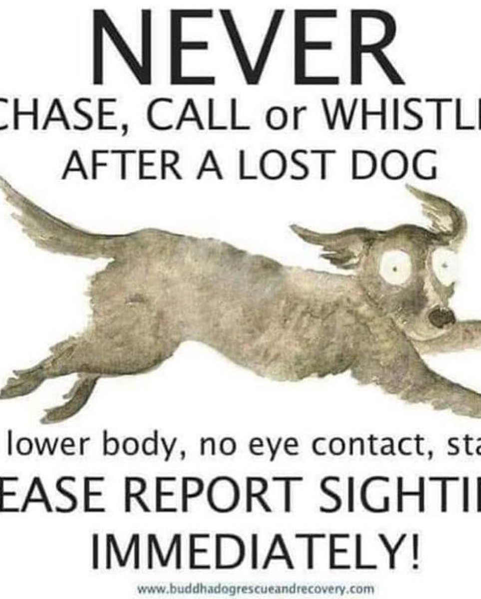 colliesontherun's tweet image. ‼️LEAD STILL ATTACHED‼️
JACK (RESCUE DOG - only with new family for 2 weeks) missing Francis Chichester Close, #Ascot #Berkshire #SL5 28/10/22 
Male/young adult #BorderCollie Blk&amp;amp;wh 
TAGGED, CHIPPED &amp;amp; NEUTERED NOT Timid &amp;amp; frightened 
🆘LOCALS🆘
doglost.co.uk/dog-blog.php?d…