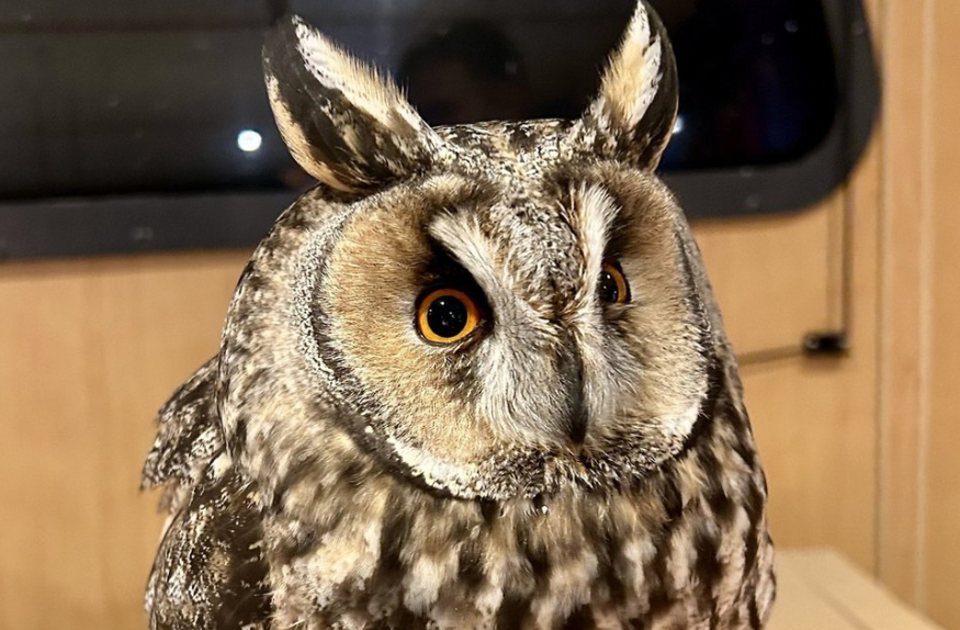BBCScotlandNews's tweet image. Attacked owl rescued by fishing crew 100 miles out to sea bbc.in/3U4irTE