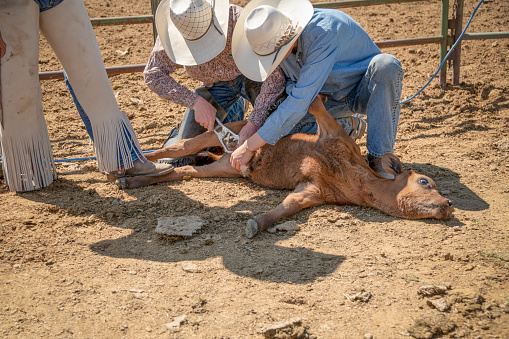 rorybowman's tweet photo. Castrating a steer doesn't make it a cow.
Lipstick on a boar doesn't make it a sow.
#AllMalesAreMale #YesAll
No mammal ever changes sex. https://t.co/xAHh4u5jaW