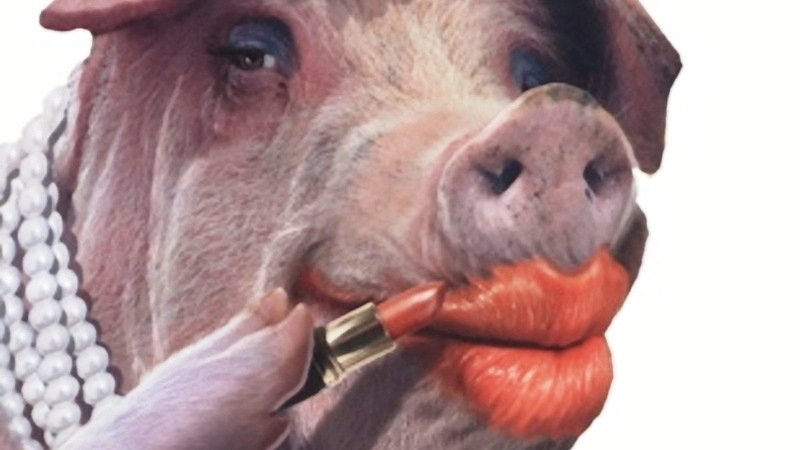 rorybowman's tweet photo. Castrating a steer doesn't make it a cow.
Lipstick on a boar doesn't make it a sow.
#AllMalesAreMale #YesAll
No mammal ever changes sex. https://t.co/xAHh4u5jaW
