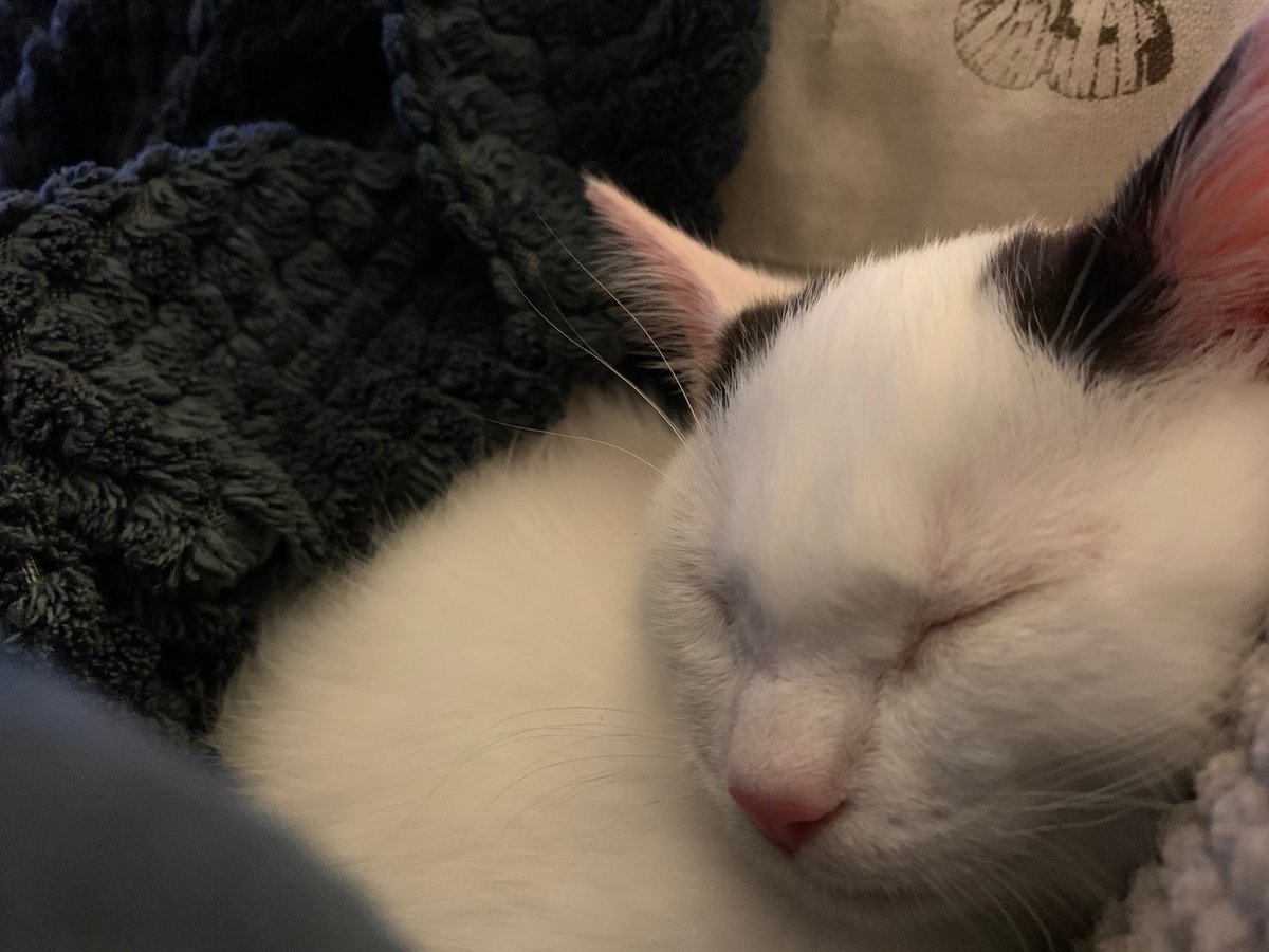 DaisyDay02's tweet photo. Just adorable. Purrrrrfect 🐈 sweet dreams Leo. ❤️ https://t.co/dcy0xcaloY