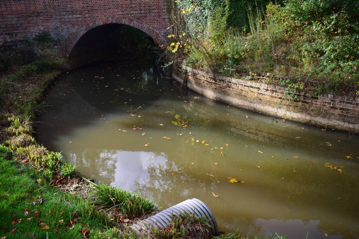 This open sewer is the Gaywood River in the Walks, King's Lynn. An absolute disgrace @EnvAgencyAnglia @jamesowild How have you let it get like this?