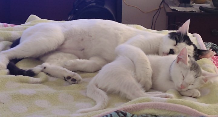 aniqsam's tweet photo. @sbrl1985 @rommyb Yo ya tengo 2 bebes , sino lo adoptaría https://t.co/oGYbfPmzqr