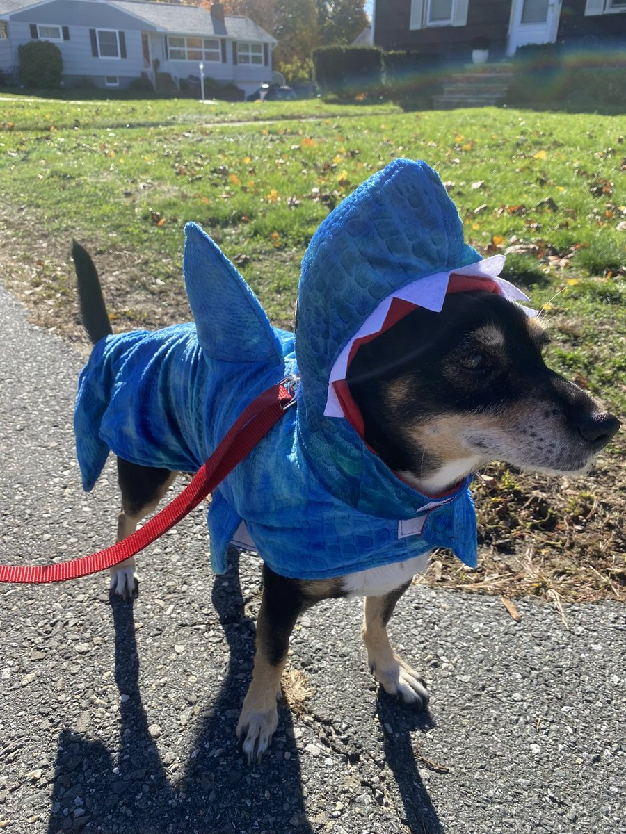 RealRodLacroix's tweet image. Walking my dog in his Halloween outfit and a woman walking the other way asked, “Is that a costume?”

I guess I never realized how realistic his shark costume is.