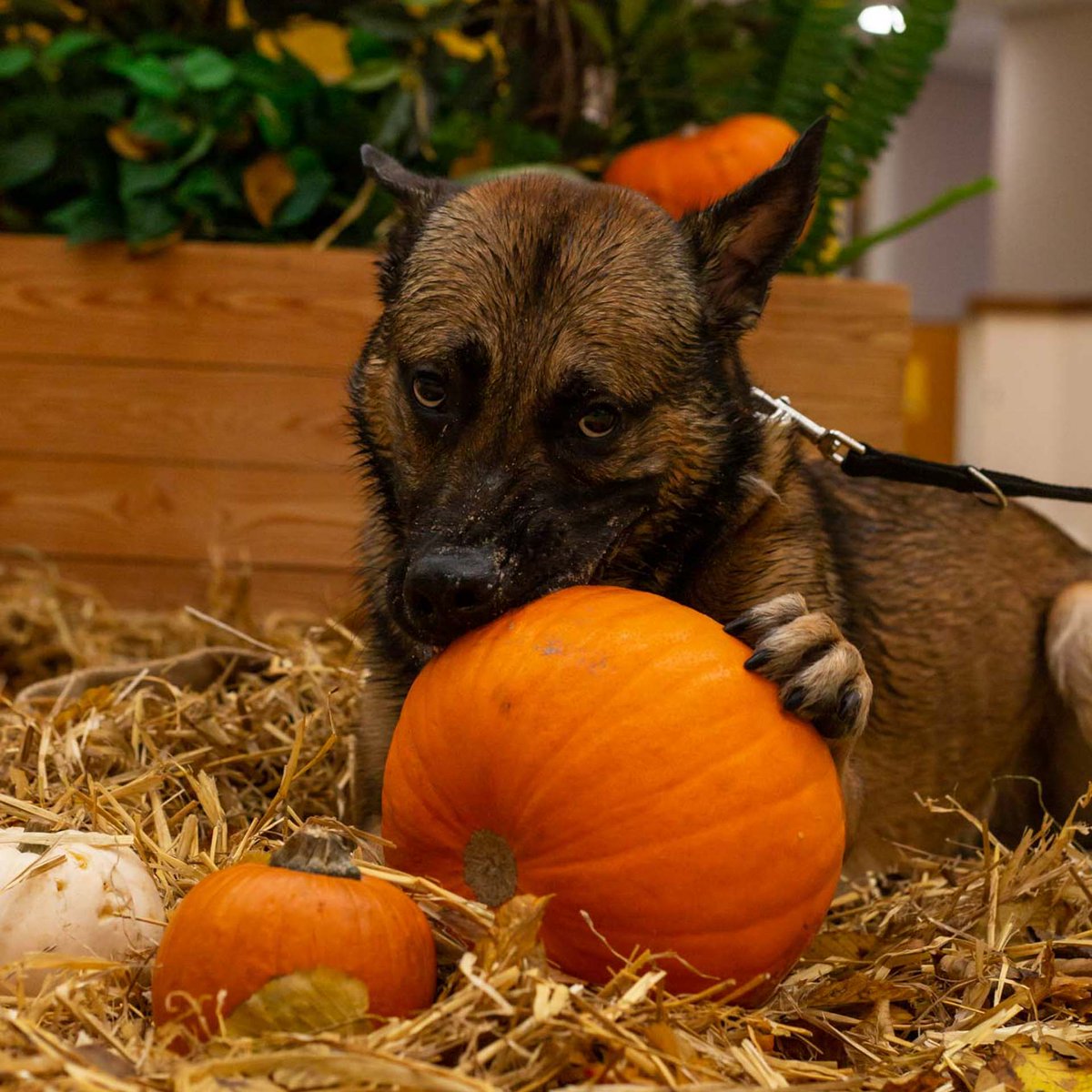 DT_MANCHESTER's tweet photo. Mario enjoyed our Halloween shoot today! 👻🐾

Turns out he's a BIG fan of pumpkins! 🎃

This handsome guy is still looking for his forever home! Check his profile out on our site 🙌 Link in our bio! 🐾

#DoggyHalloweenShoot #DTManchester #ShepherdLife #PumpkinDog https://t.co/dtp1lH7nD0