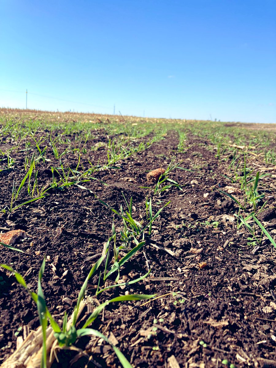 HakansonJordan's tweet photo. 2 weeks later…Rye and the peas sure liked the rain. https://t.co/KRoIXUU5ki