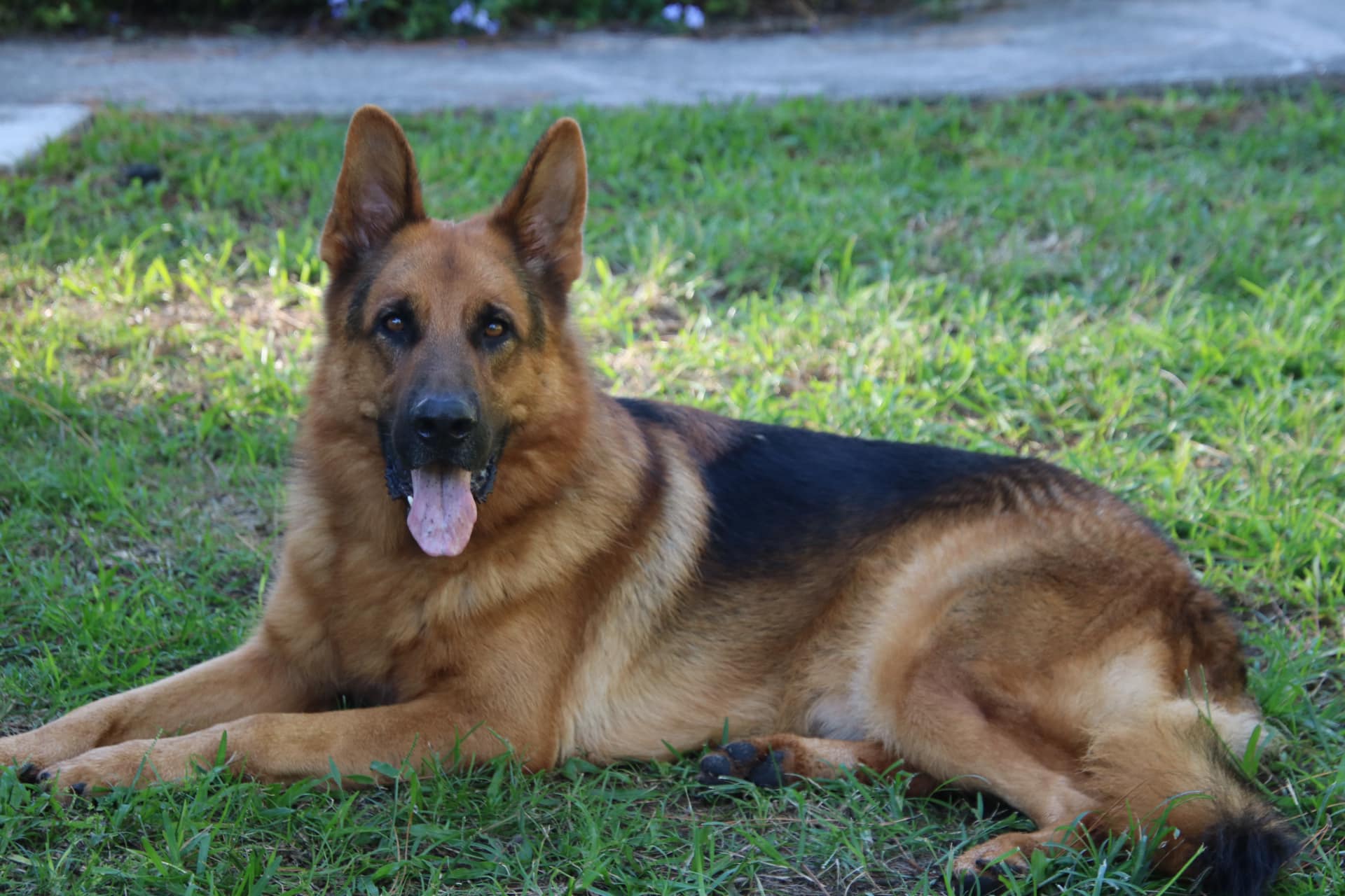 Shepherd help and rescue effort sales