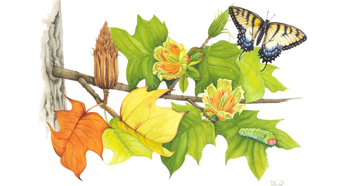 Now open, visit our Welcome Center exhibit: Southwestern PA Native Plants with a Spotlight on Caterpillars. Detailed illustrations highlight the unique native plants that surround us daily. More here: phipps.conservatory.org/calendar/detai… Illustrations by Brenda Nemeth and Lisa Rasmussen