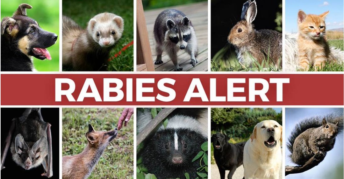 Tweet by AVMA (American Veterinary Medical Association)