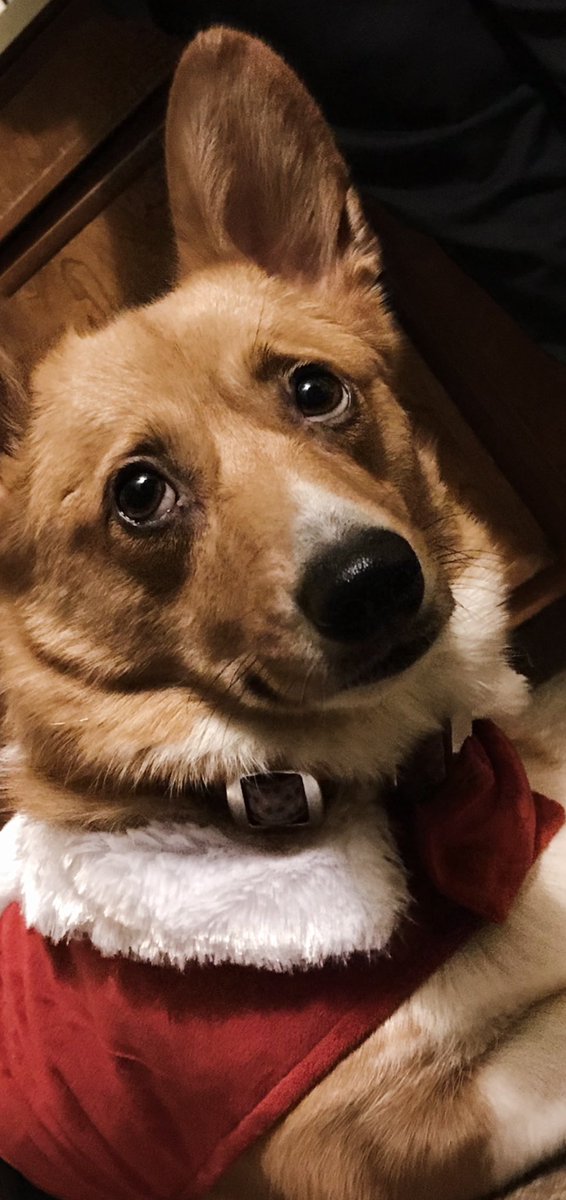 QBeast9922's tweet image. Look into my eyes Hooman… Obey Me… Those eyes… How can I not do whatever she wants… 💚💜🐶 
🦋🔥💪🏾🌱 
#CorgisRuleTheWorld #LexiSaysHelloHoomans #PembrokeWelshCorgis #OwnYourLife
