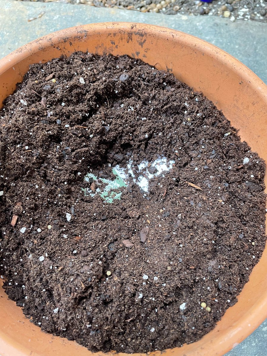 hazelclimateapp's tweet photo. I don't have land to plant a garden or my seed cards, but thankfully, we can grow potted plants!!
I repurposed a big pot I have, filled it with dirt, planted a whole seed card, covered another ~ΒΌ inch with dirt, then watered!
Now we wait... π¦π±
#HazelSeedCard #Disrupt2022 https://t.co/poV6G3ITm3